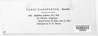 Epichloe typhina image